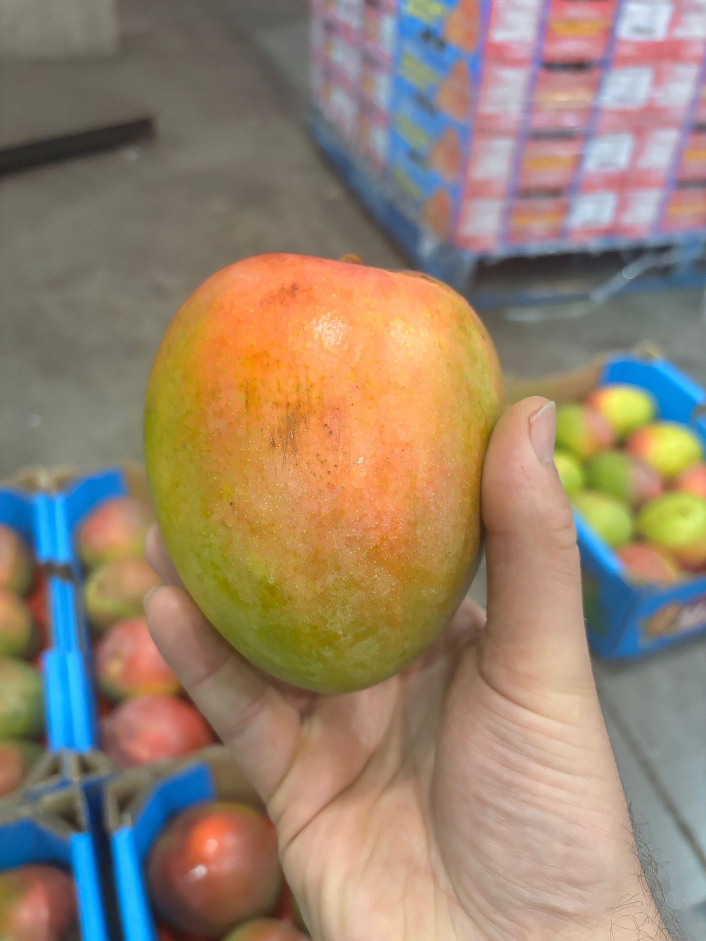 Mango R2E2