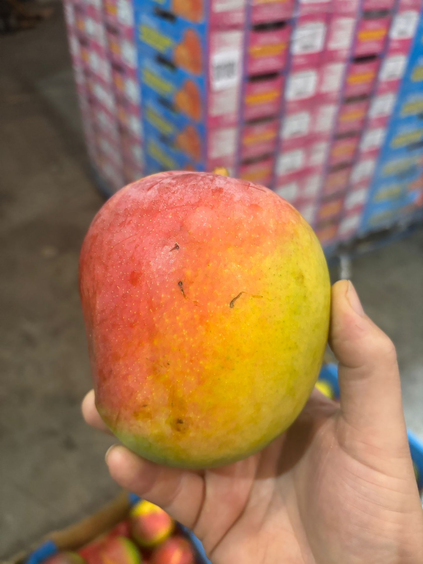 Mango R2E2