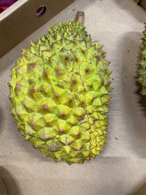 Durian - Mon Thong (Thailand)