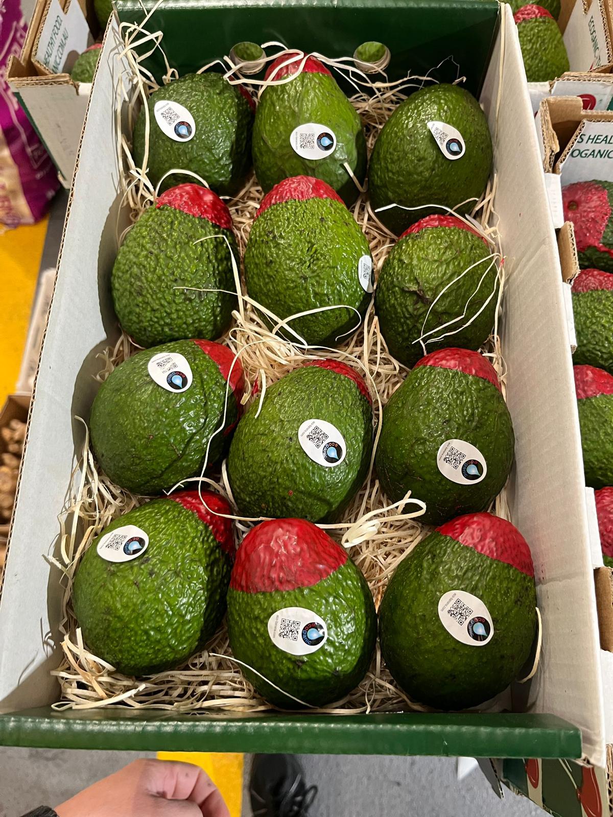 Avocado - Ecoganic Hass