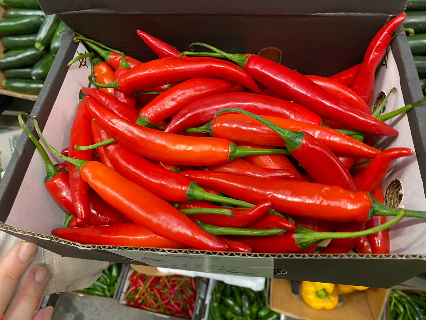 Chilli - Red chilli pepper - Red Cayenne - Mild to Medium (Australia)