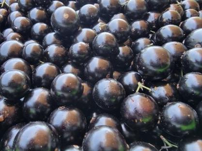 Jaboticaba