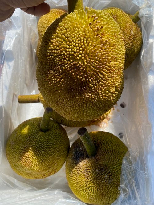 Marang 6kg