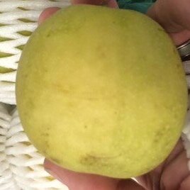Pear - Nashi Pear - 23 piece tray 3.5kg + Net