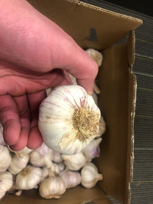 紫蒜 - 1kg (Chilaen)