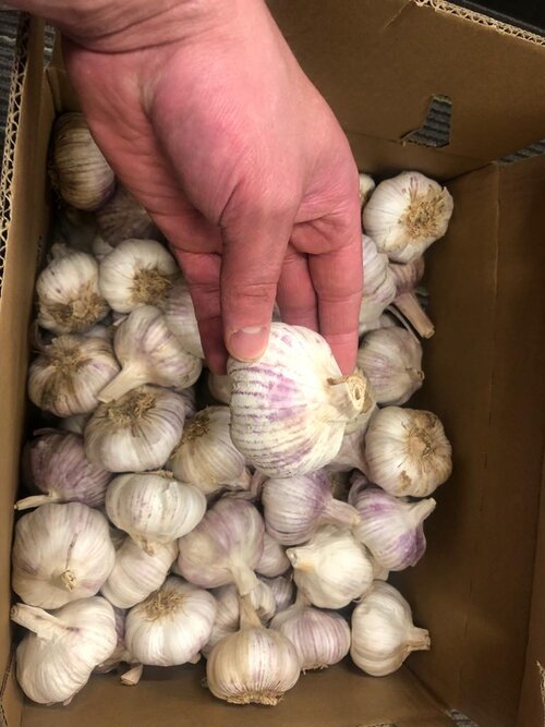 紫蒜 - 1kg (Chilaen)