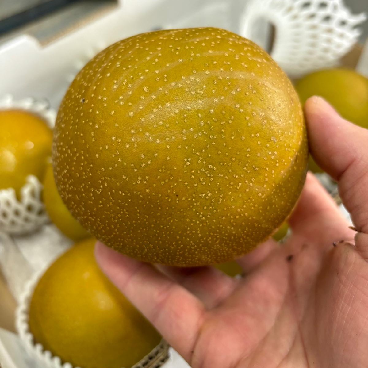 Pear - Shinko Nashi (Australia)