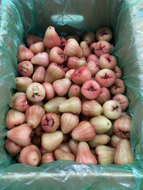Sáp Jambu - 8kg (CHỈ SEQ)