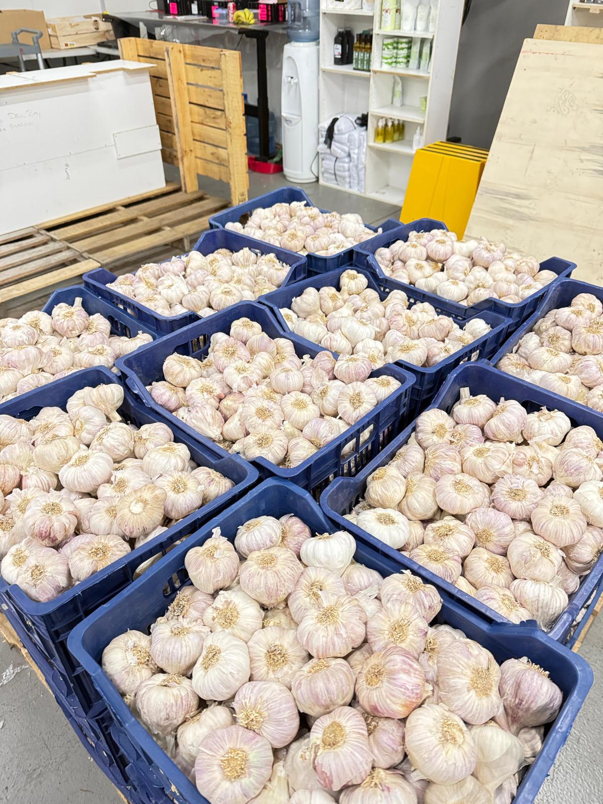 Garlic - Purple