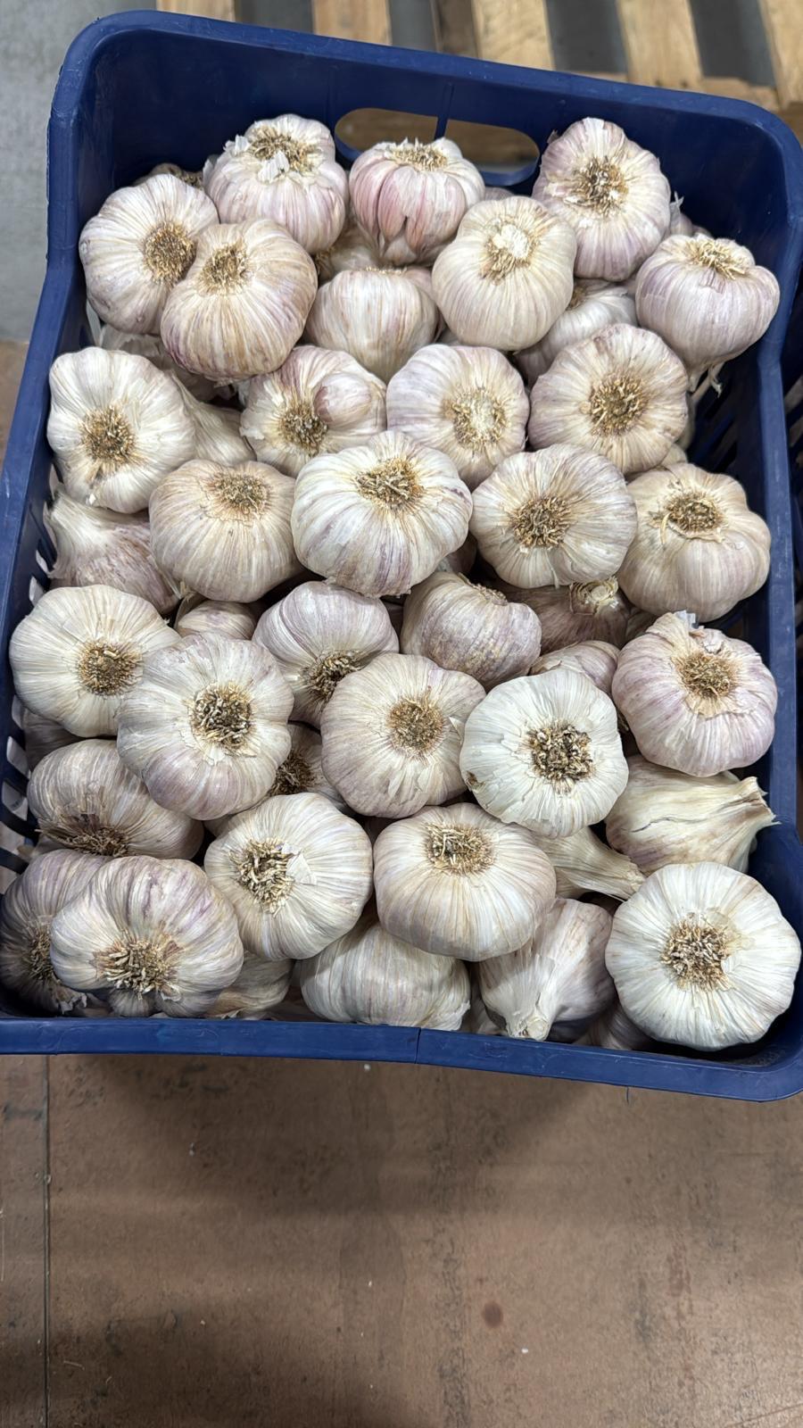 Garlic - Purple
