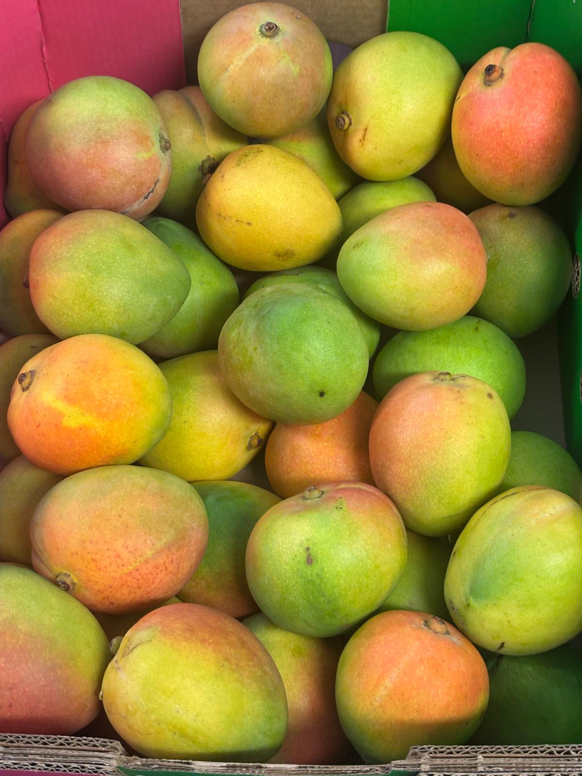 Mango Kensington Pride
