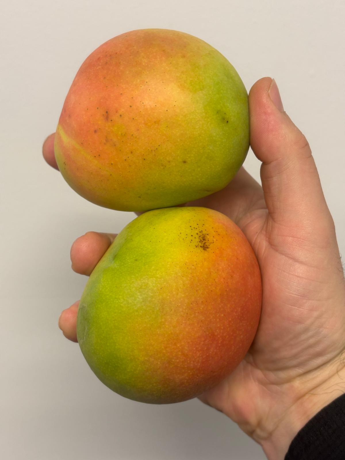 Mango Kensington Pride