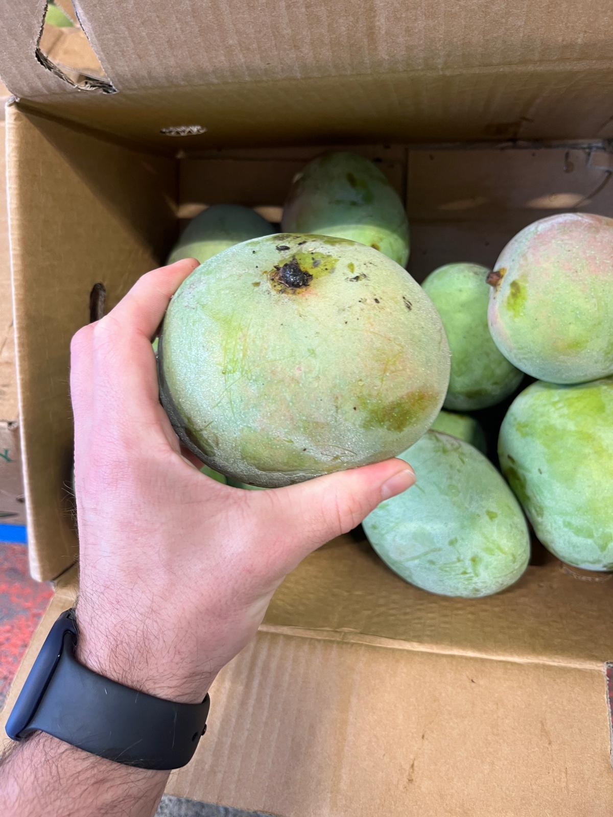 Xoài R2E2 - 10kg Số lượng lớn
