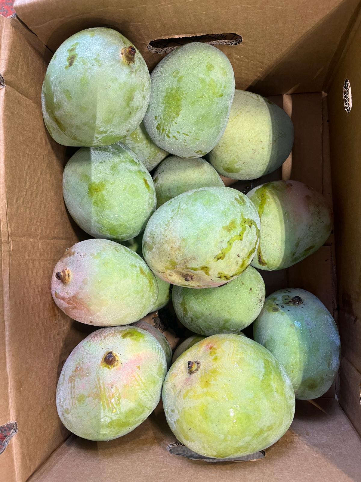 Xoài R2E2 - 10kg Số lượng lớn