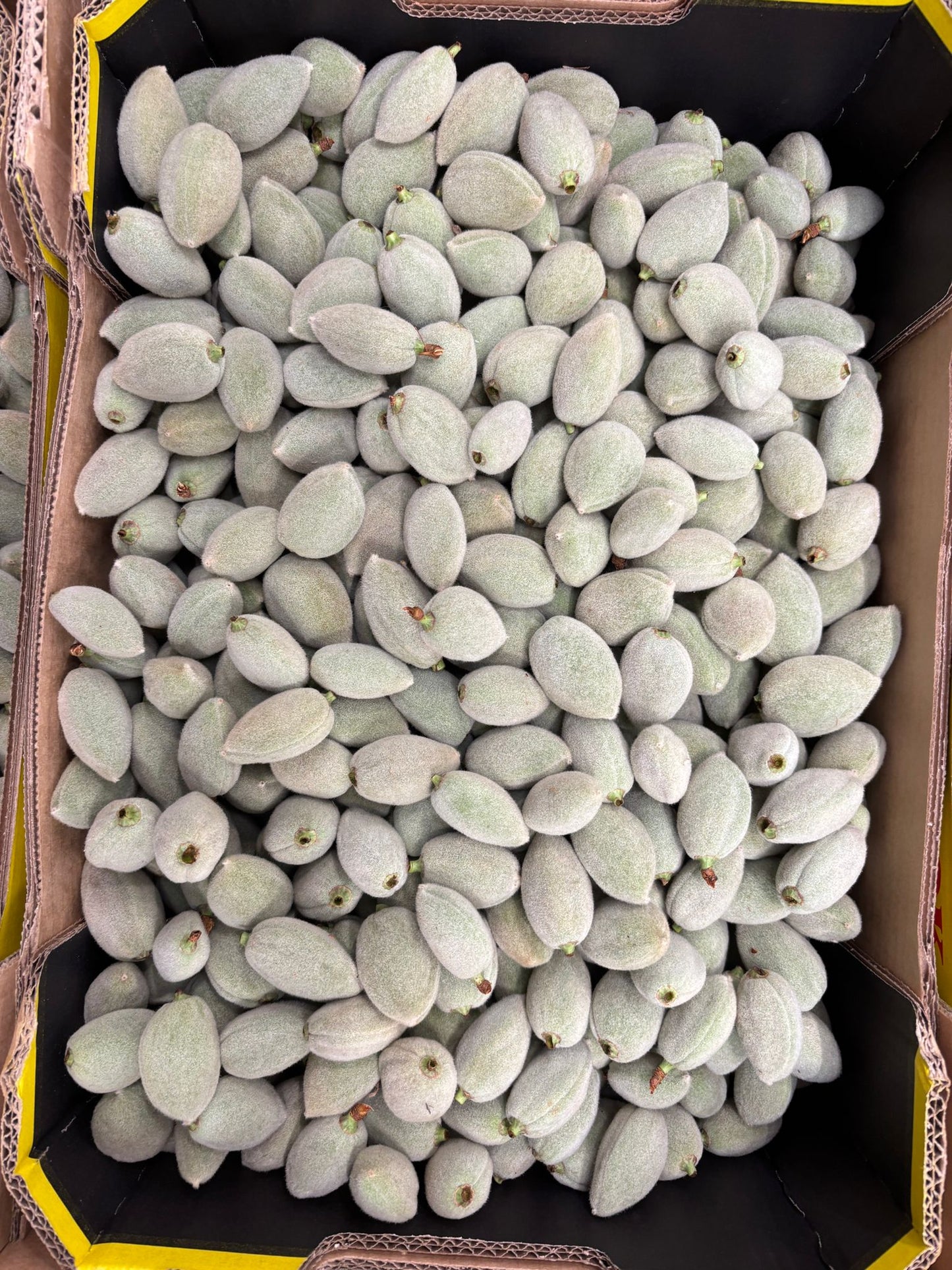 Almond - Green Almond