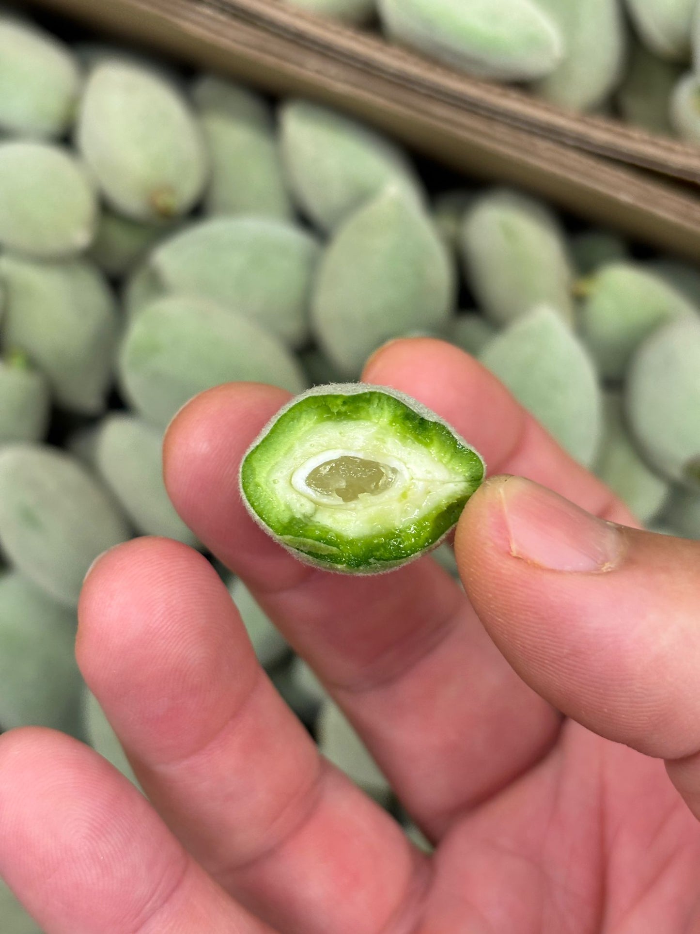 Almond - Green Almond