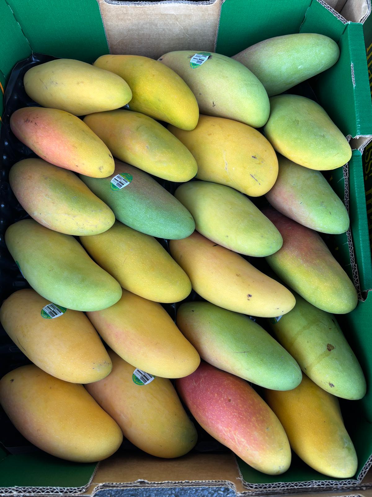 Mango - TPP1
