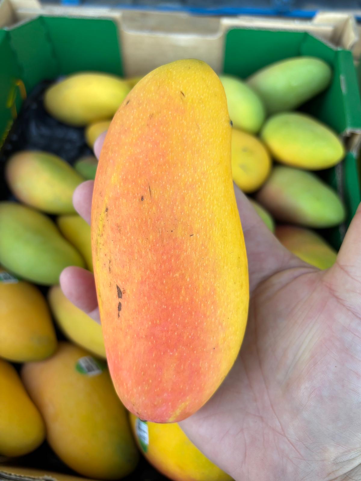 Mango - TPP1