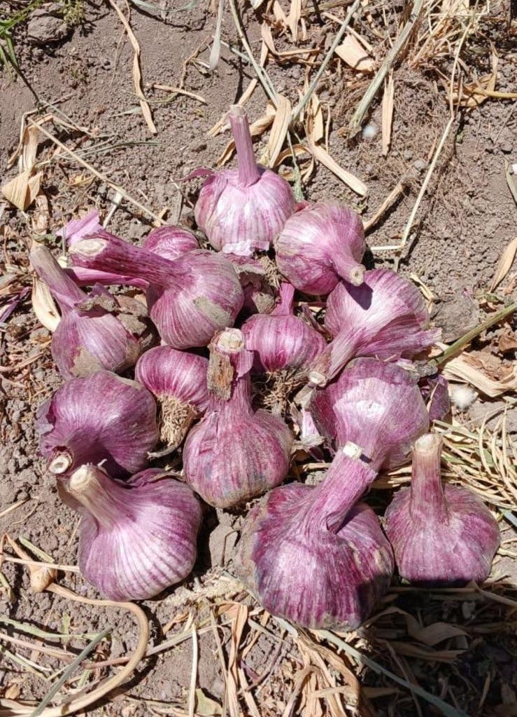 Tỏi tím - 1kg (Chilaen)
