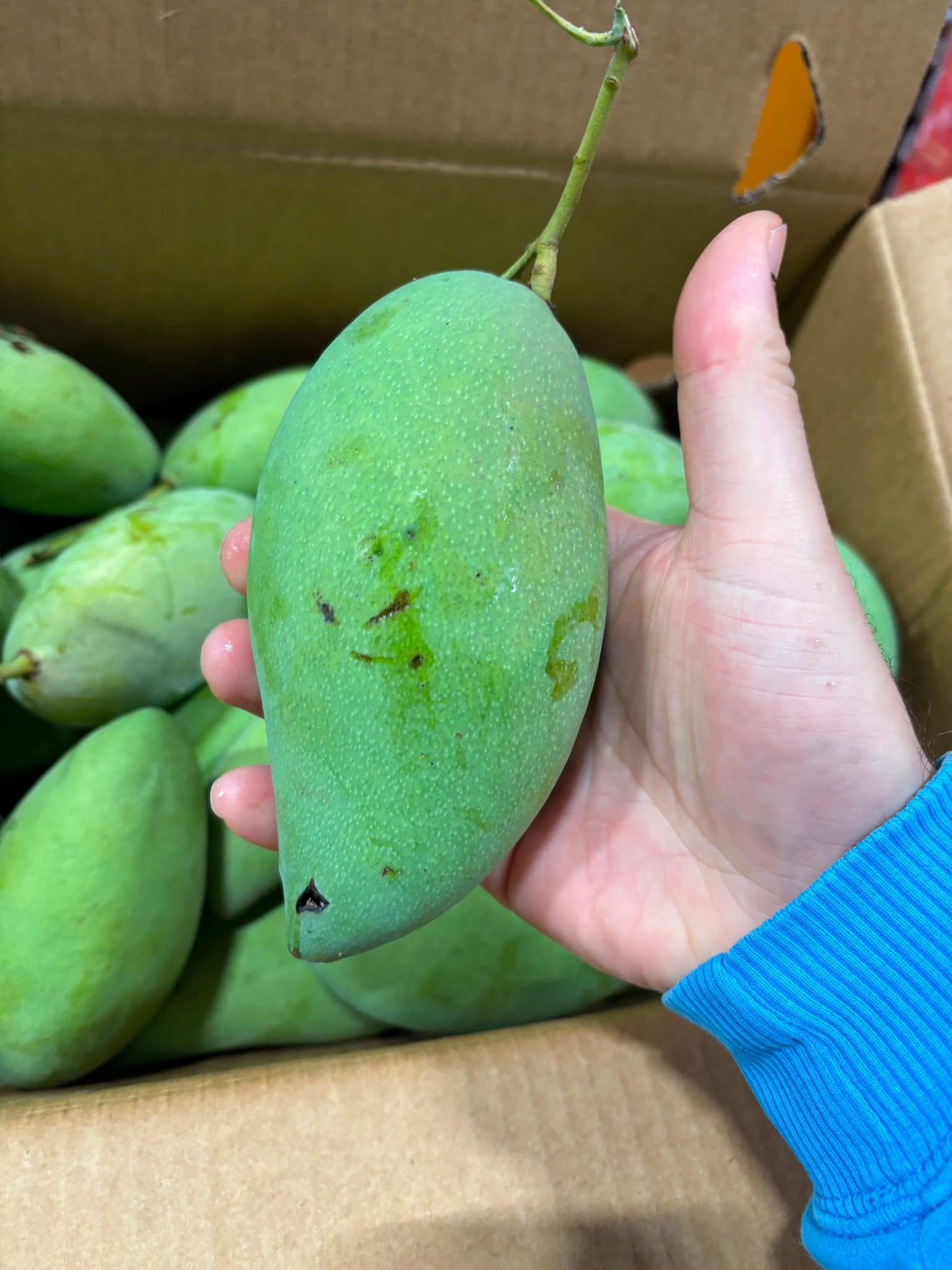 Mango -Nam Dok Mai