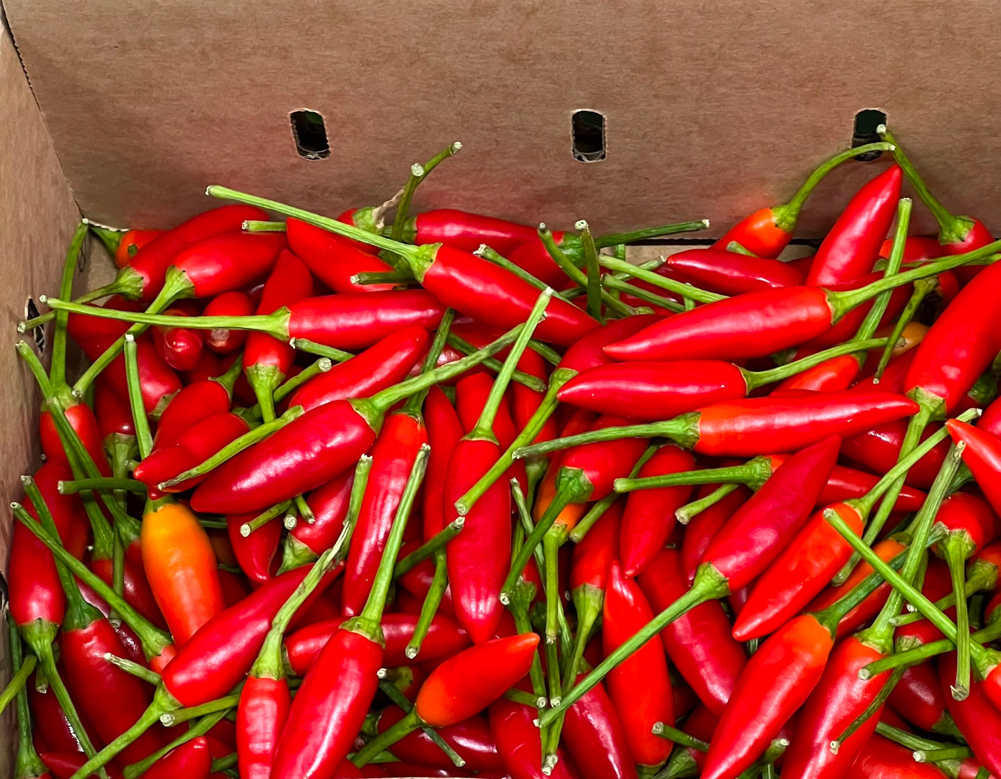 Chilli - Birdseye Red