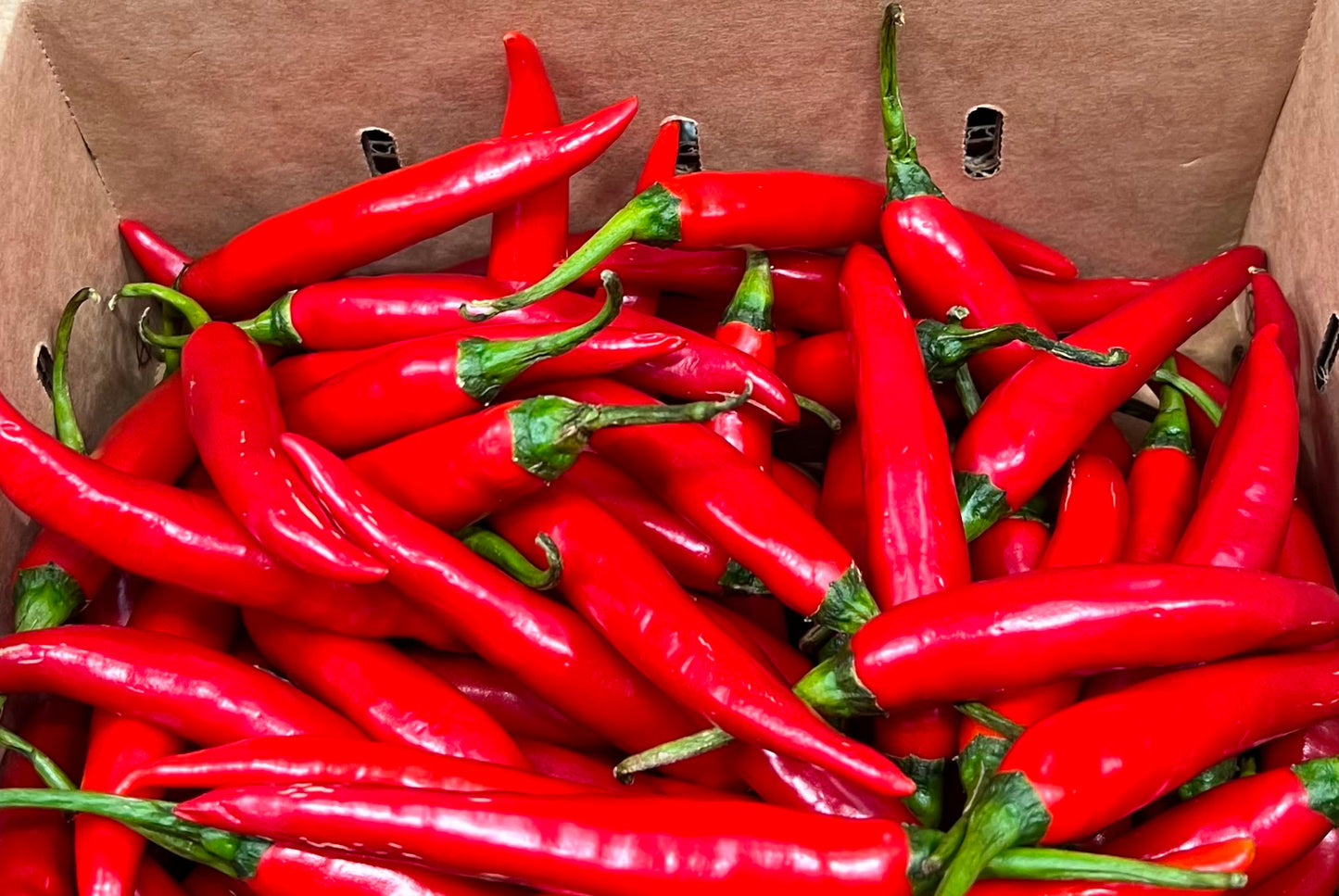Chilli - Cayenne Red