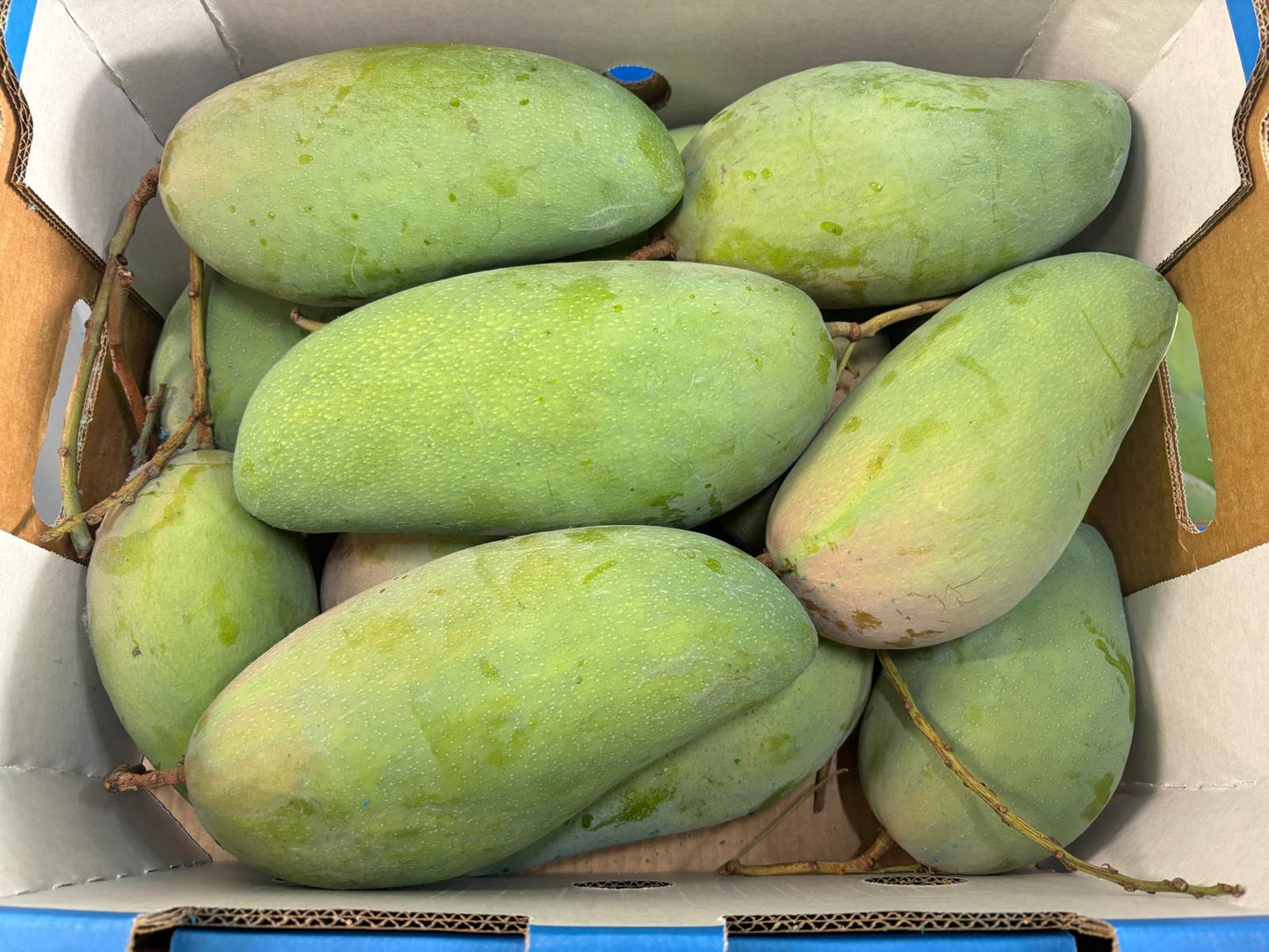 MANGO (GREEN)