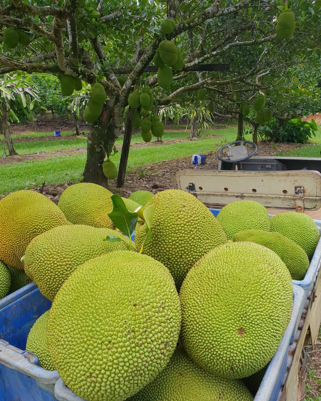 Jackfruit