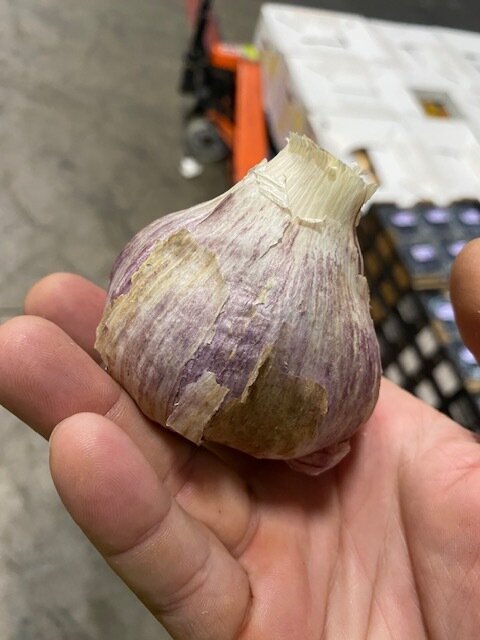 Garlic - Purple