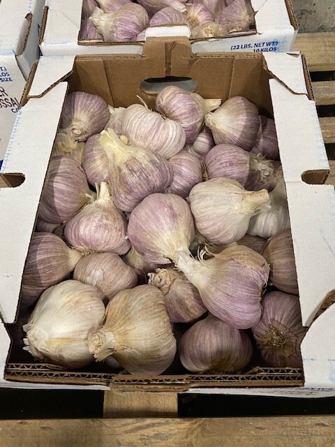 Garlic - Purple