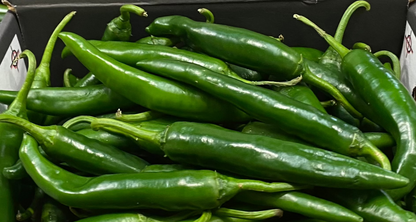 Chilli - Green chilli pepper - Green Cayenne - Mild (Australia)