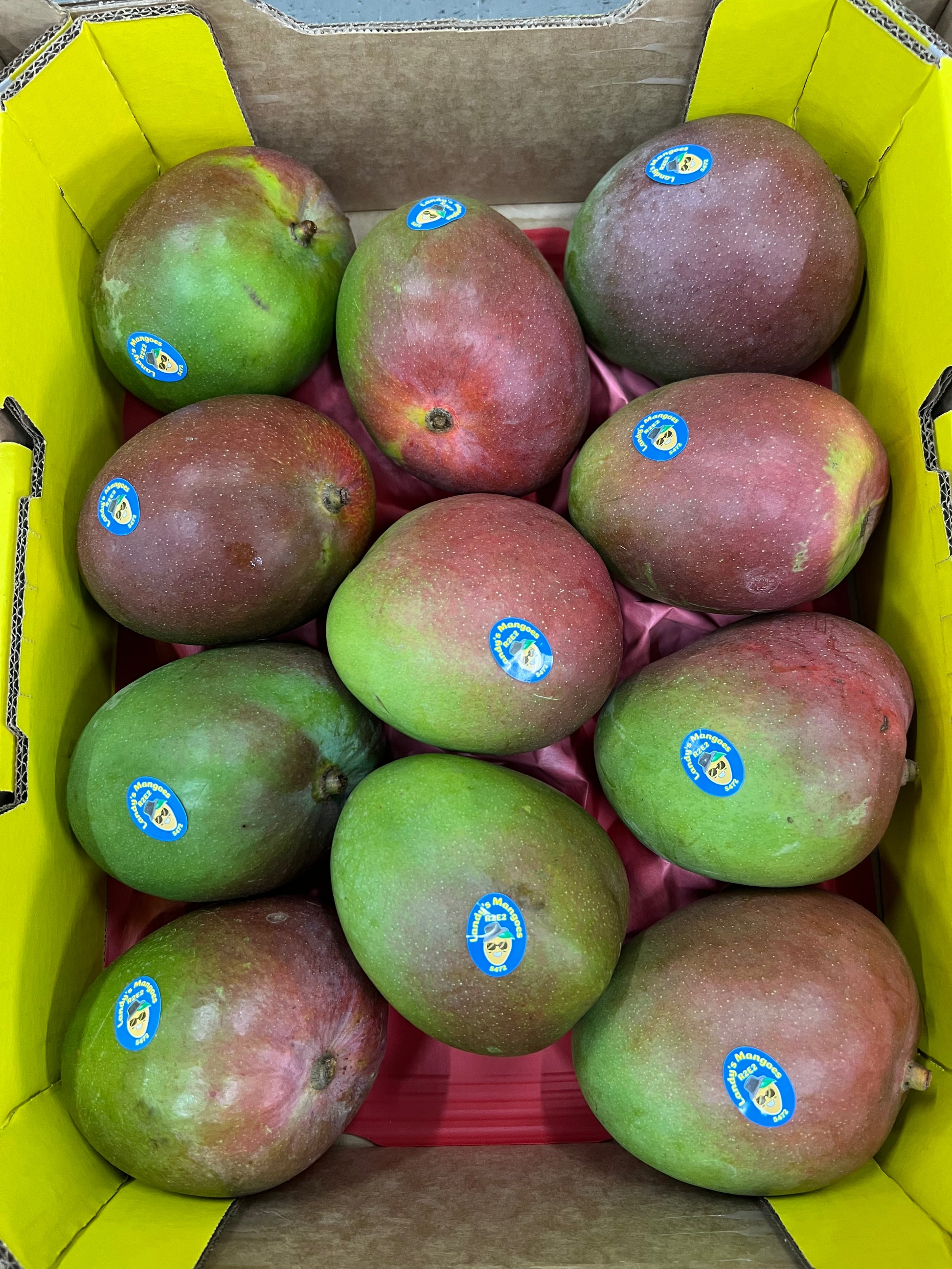 Fr Mango R2e2 Mango R2E2 (Landy's Mango) Premium Tray – Produce Art