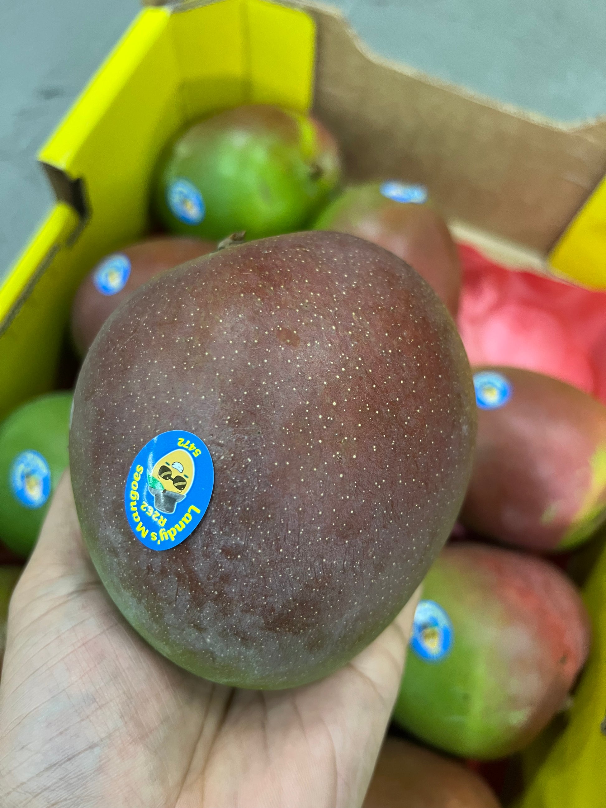 Fr Mango R2e2 Mango R2E2 (Landy's Mango) Premium Tray – Produce Art