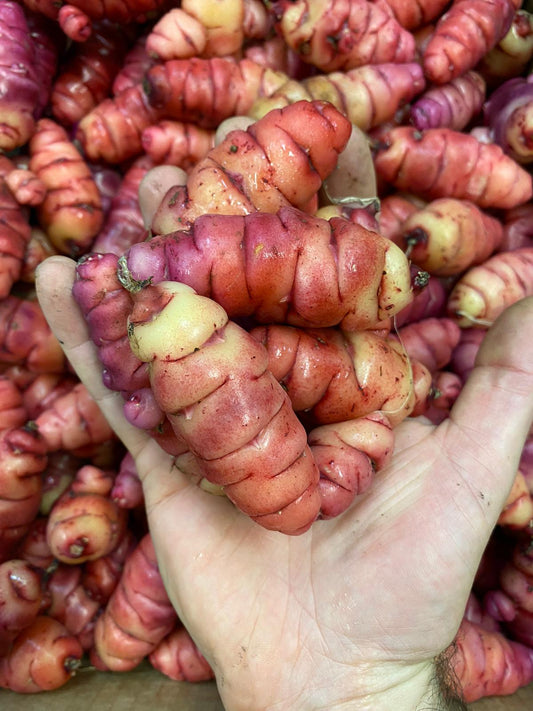 Yams (Oca)