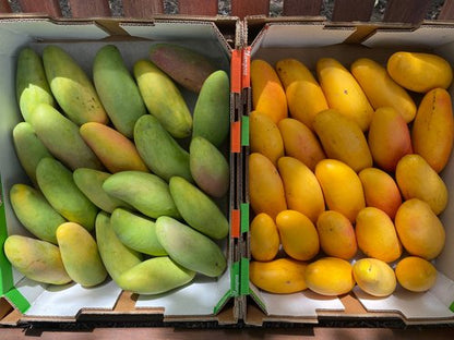 XOÀI - MAHA CHANOK - 6kg
