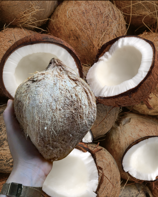 Coconut - Mature