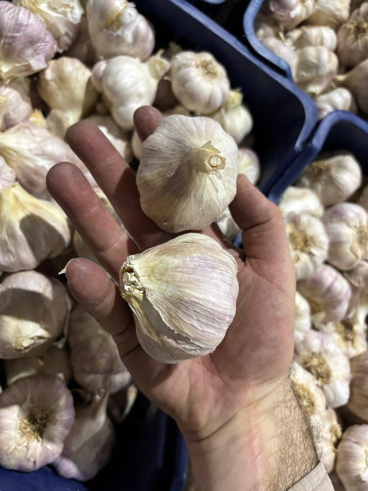 Garlic - Purple