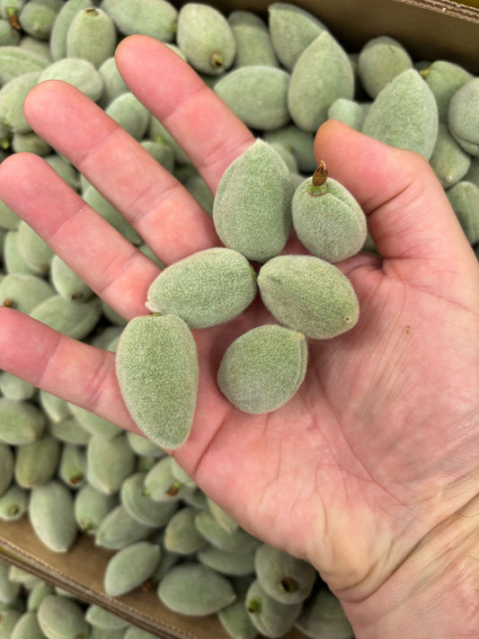 Almond - Green Almond