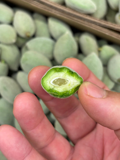 Almond - Green Almond