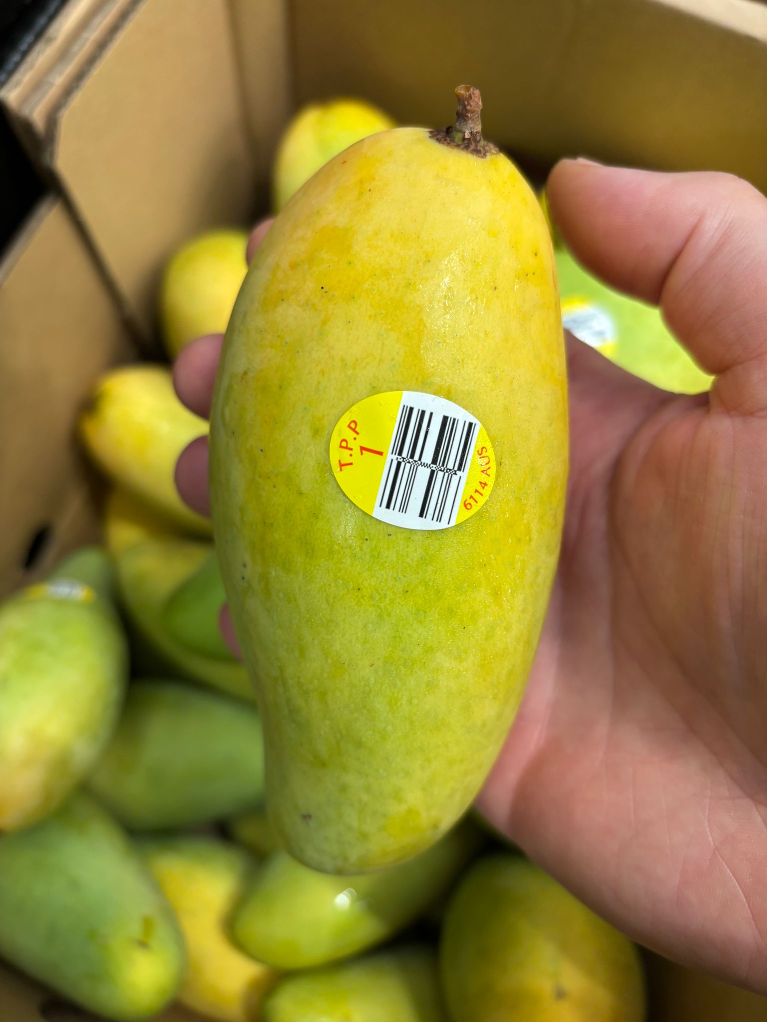 Mango - TPP1 – Produce Art
