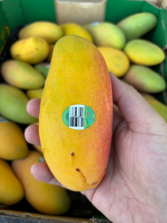 Mango - TPP1