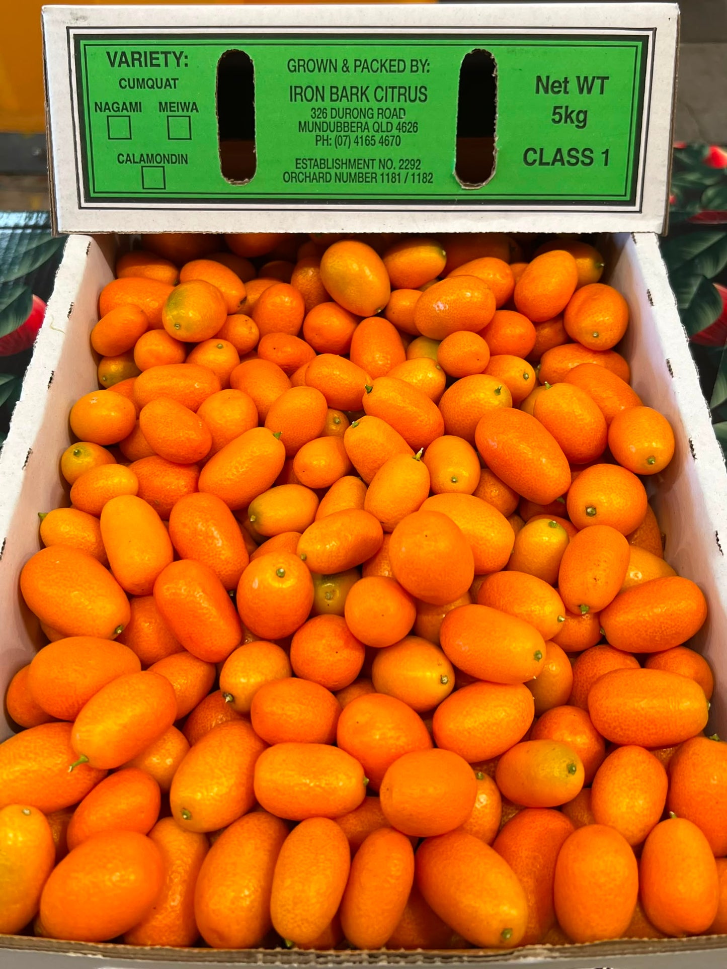 Cumquat - Nagami