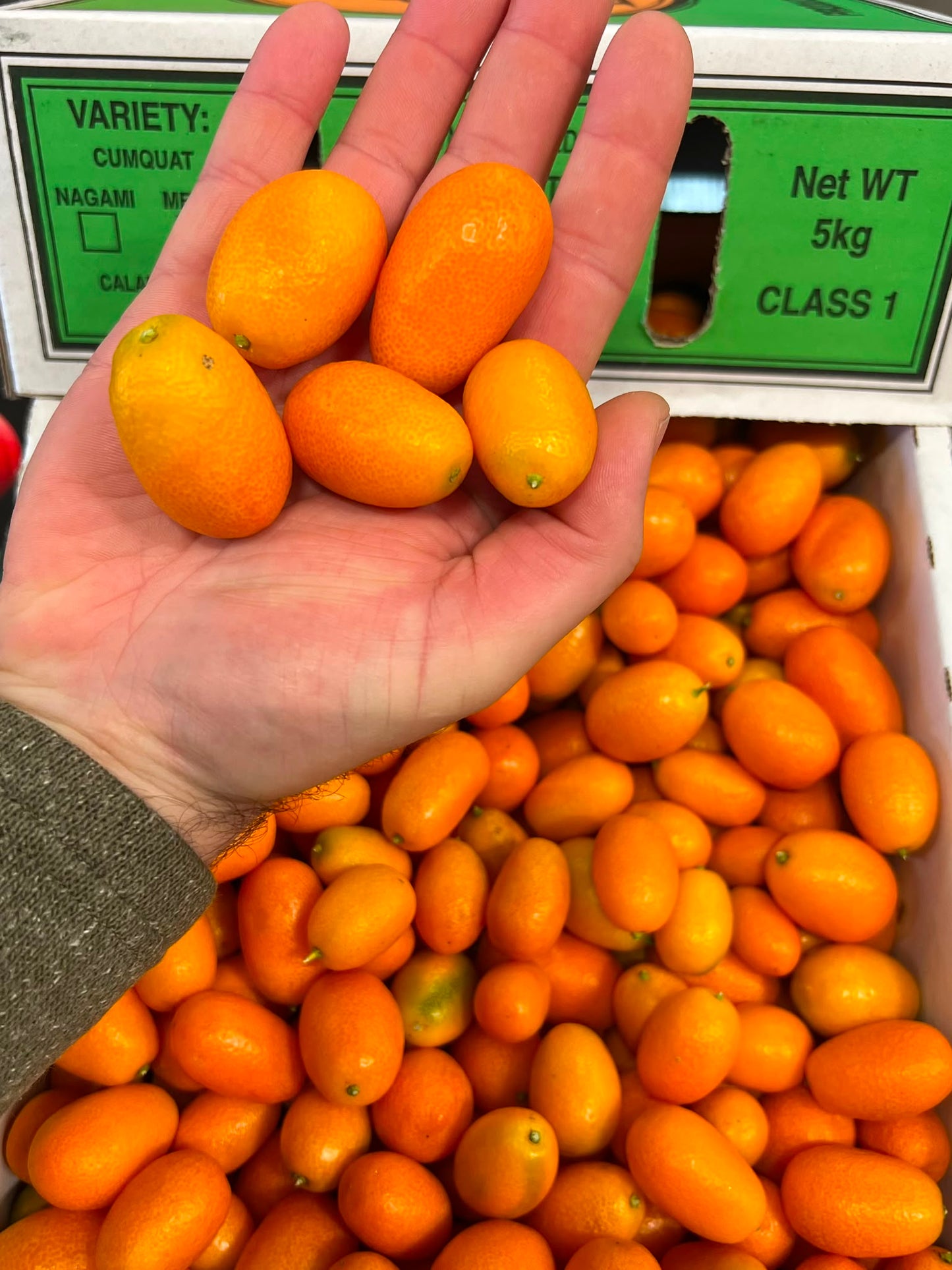 Cumquat - Nagami
