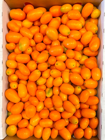 Cumquat - Nagami