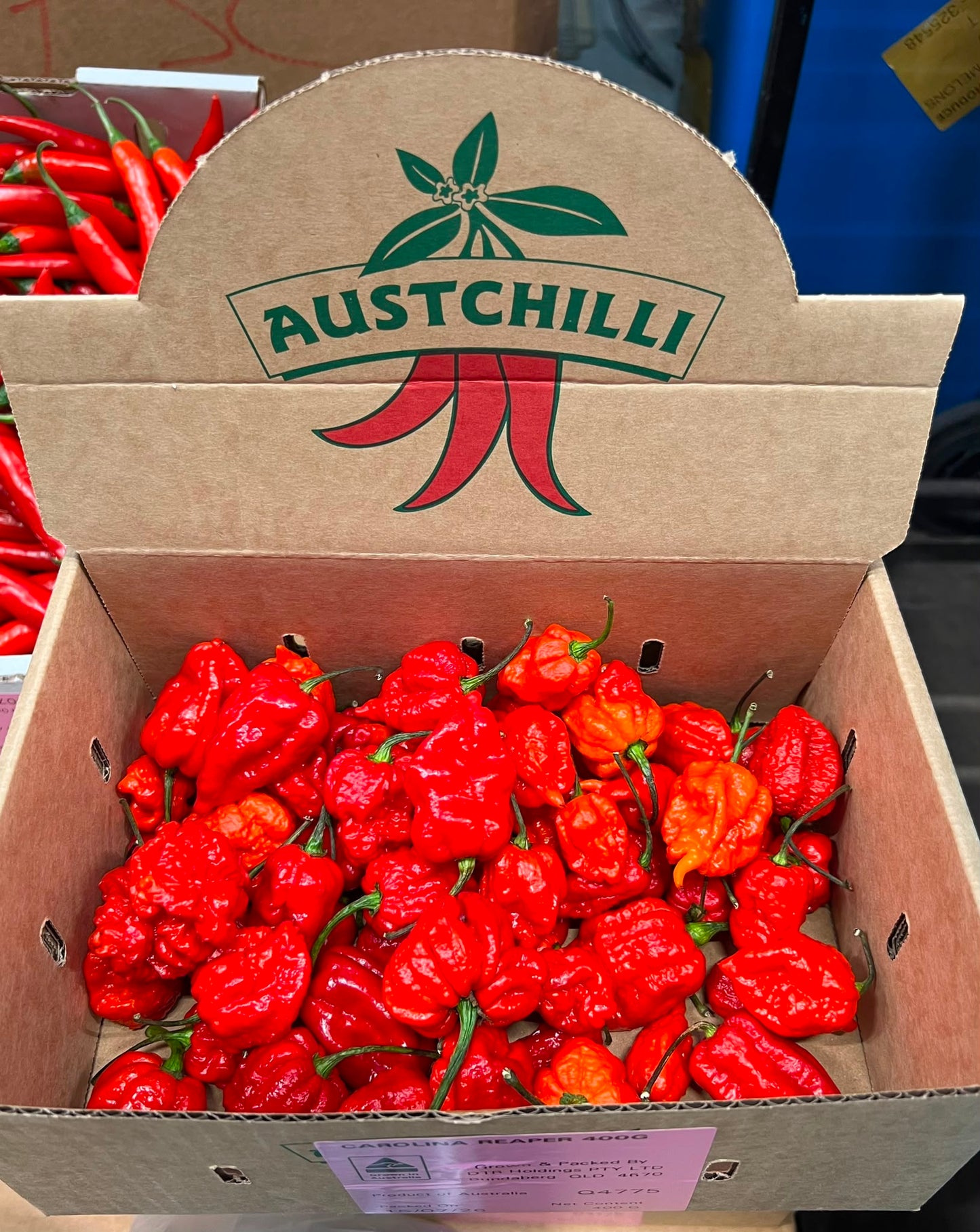 Carolina Reaper - Austchilli