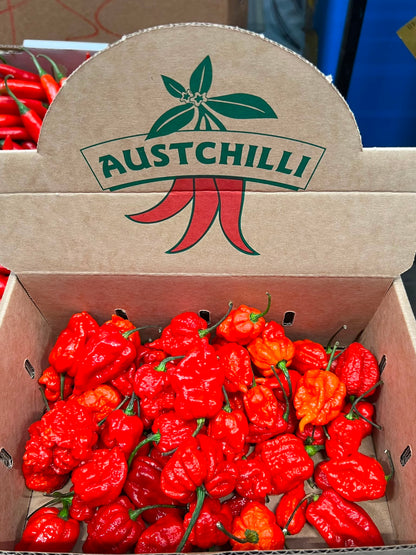 Carolina Reaper - Austchilli