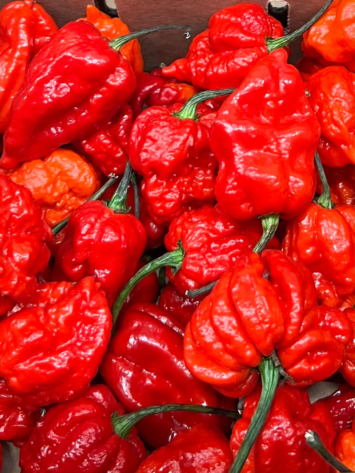 Carolina Reaper - Austchilli