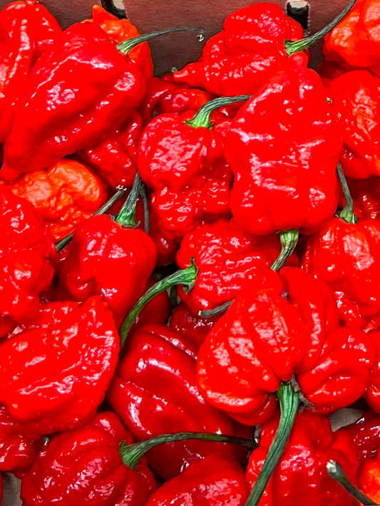 Carolina Reaper - AustChilli
