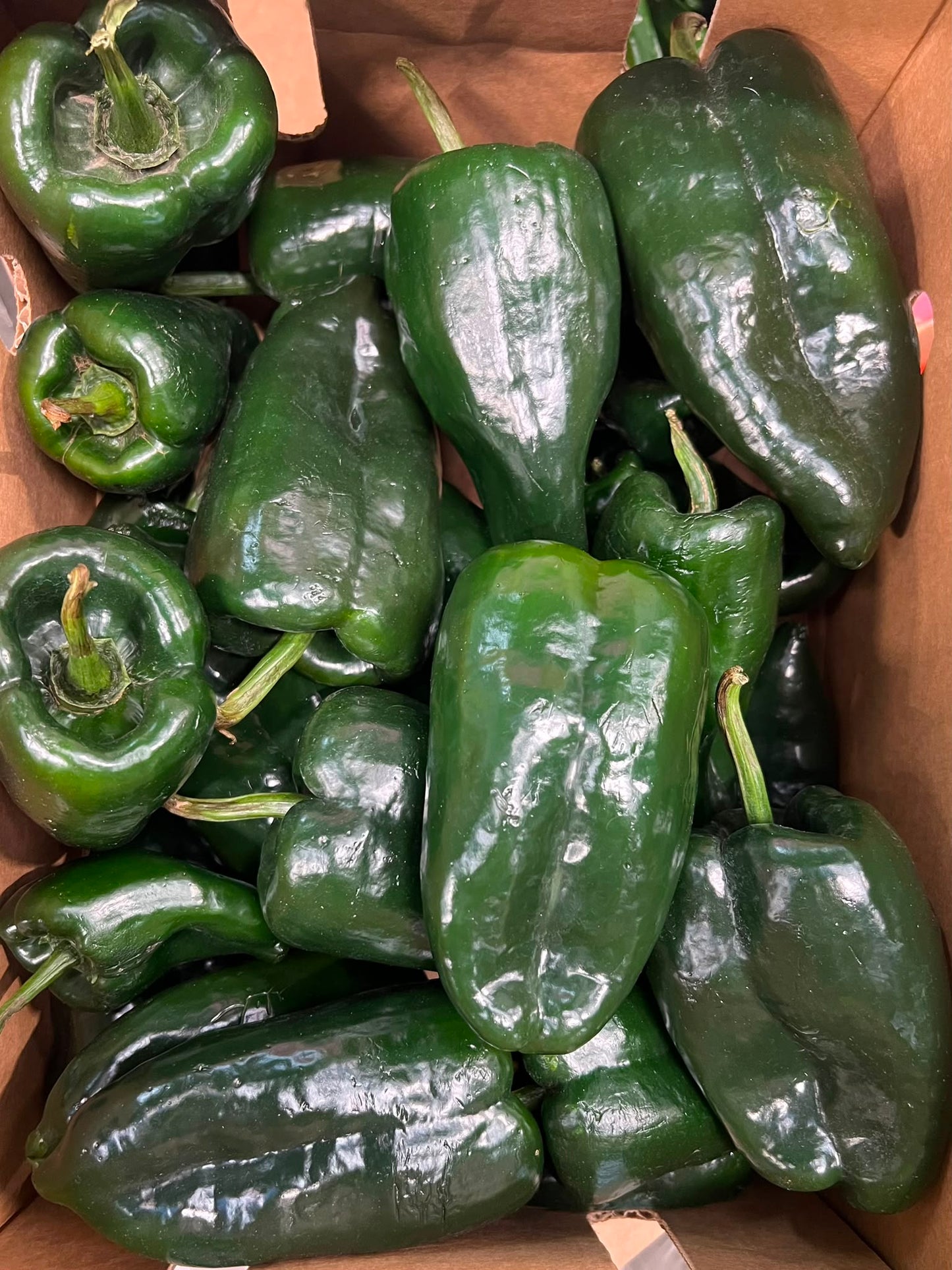 Poblano - Austchilli