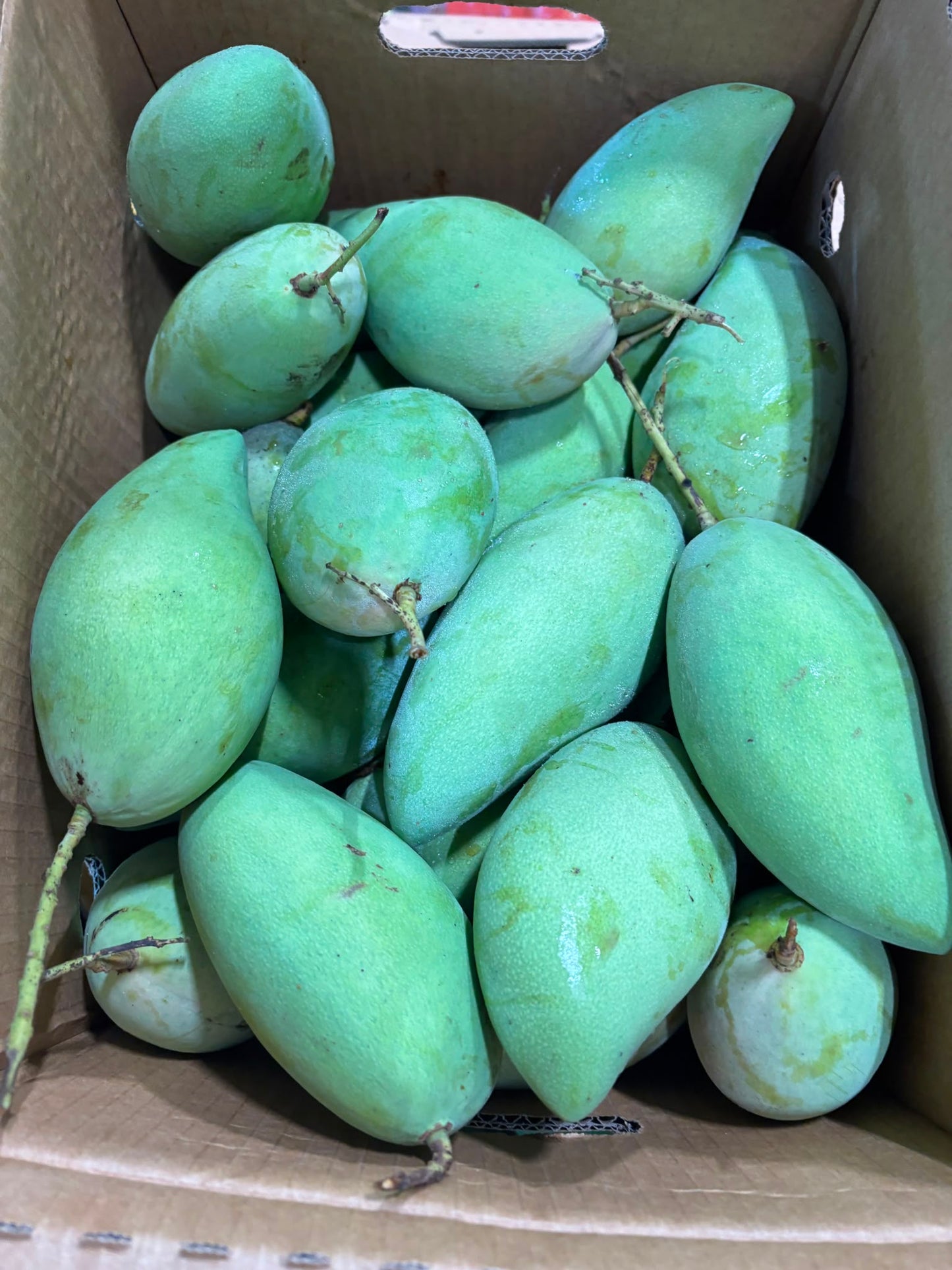 Mango -Nam Dok Mai